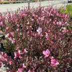 Siskiyou Pink Beeblossom