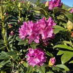 Anah Kruschke Rhododendron