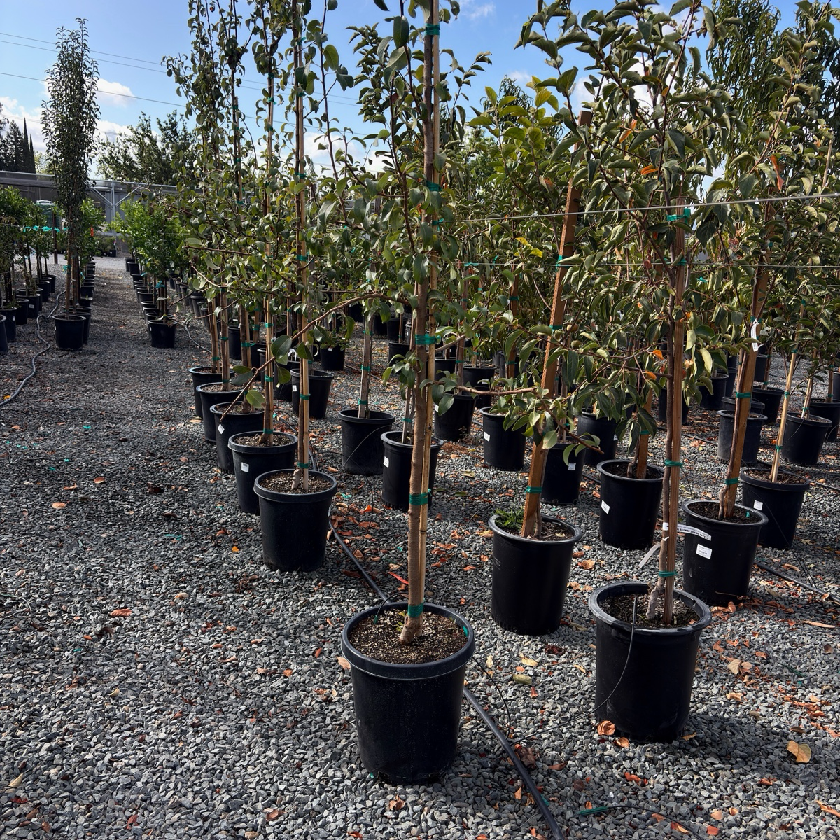 Bosc Pear