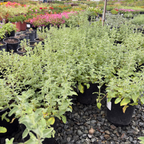 Six Hills Giant Catmint