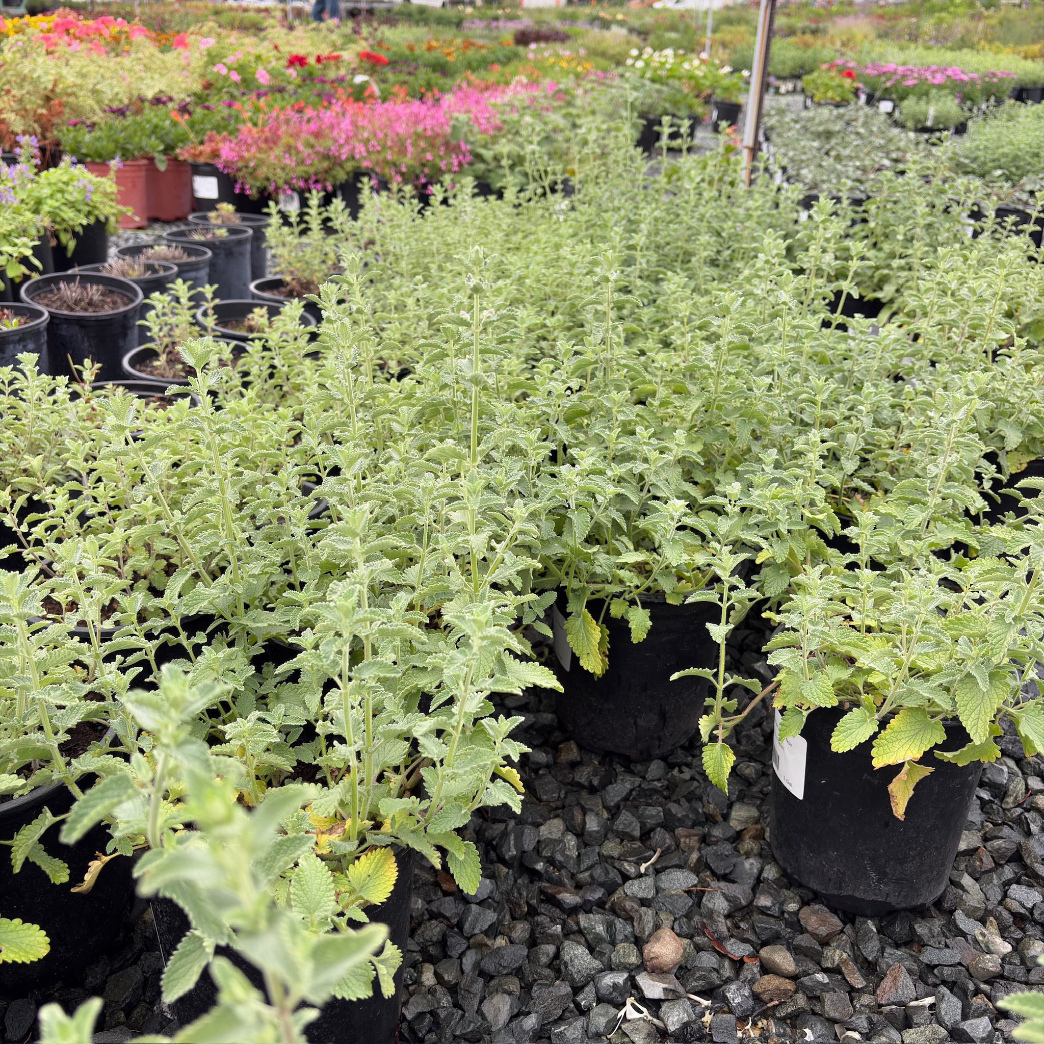 Six Hills Giant Catmint