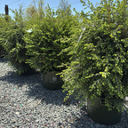 Emerald Fountain Canadian Hemlock