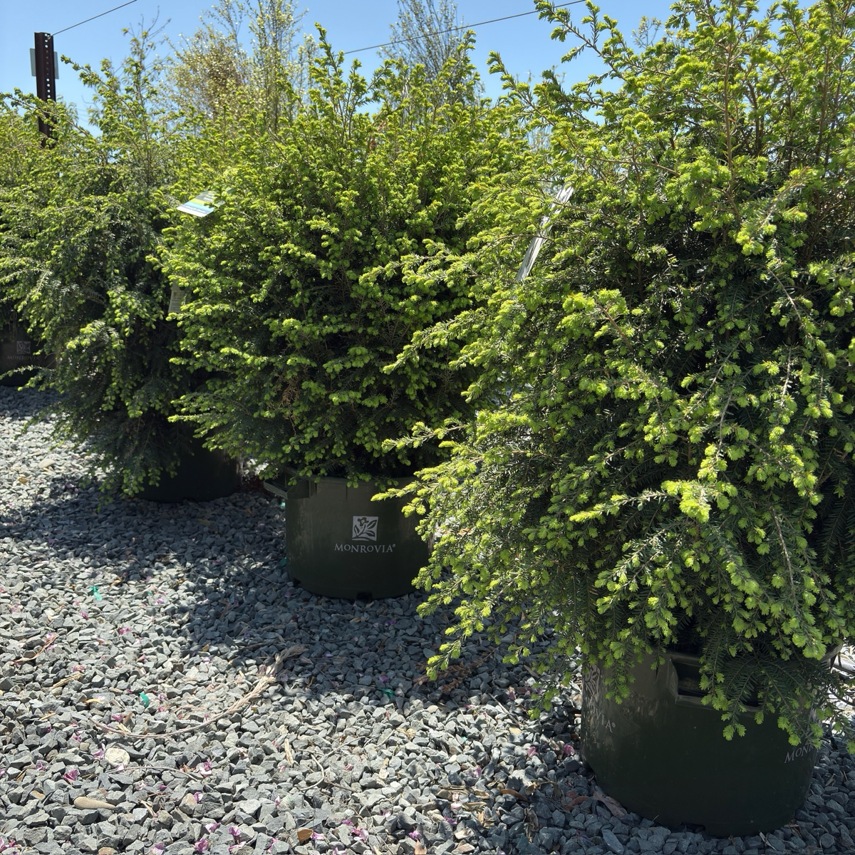 Emerald Fountain Canadian Hemlock