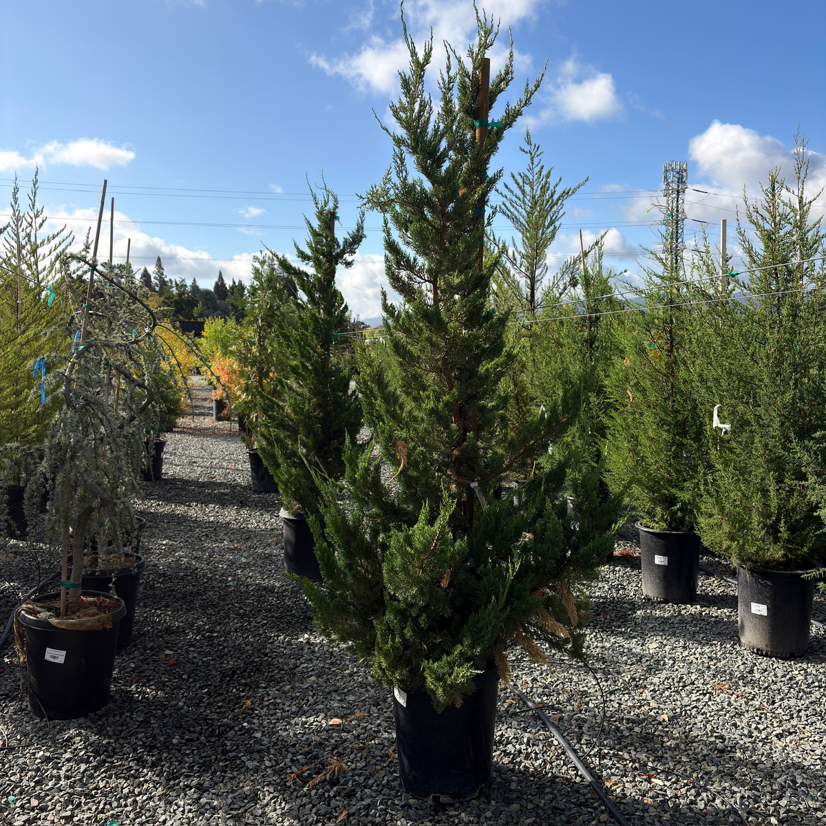 Hollywood Juniper