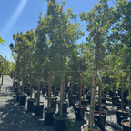Rugged Charm Maple