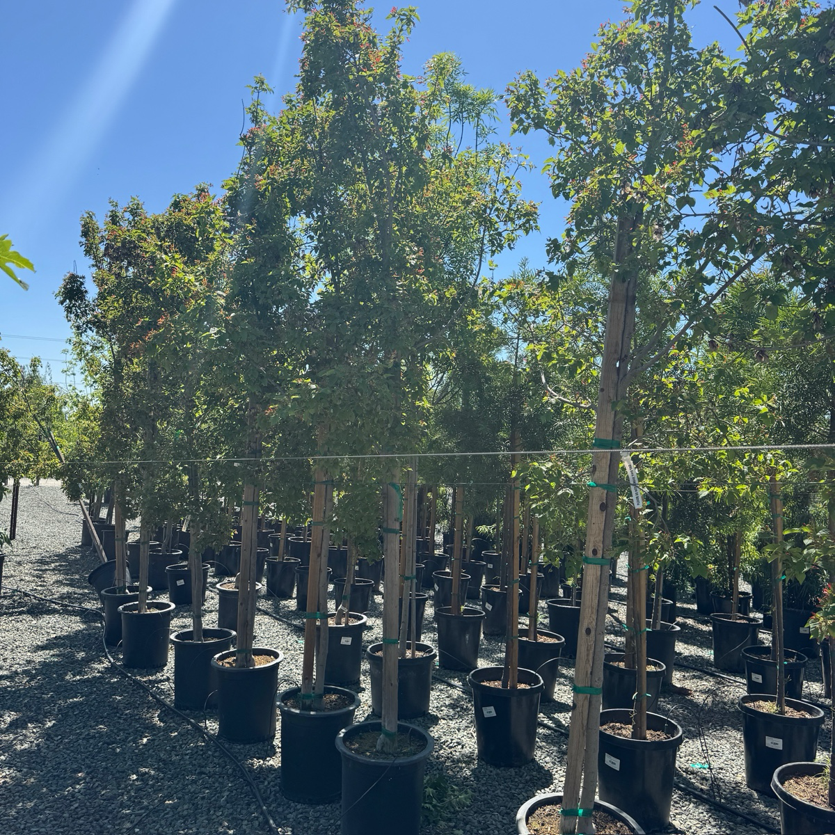Rugged Charm Maple