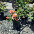 Carding Mill Austin Rose