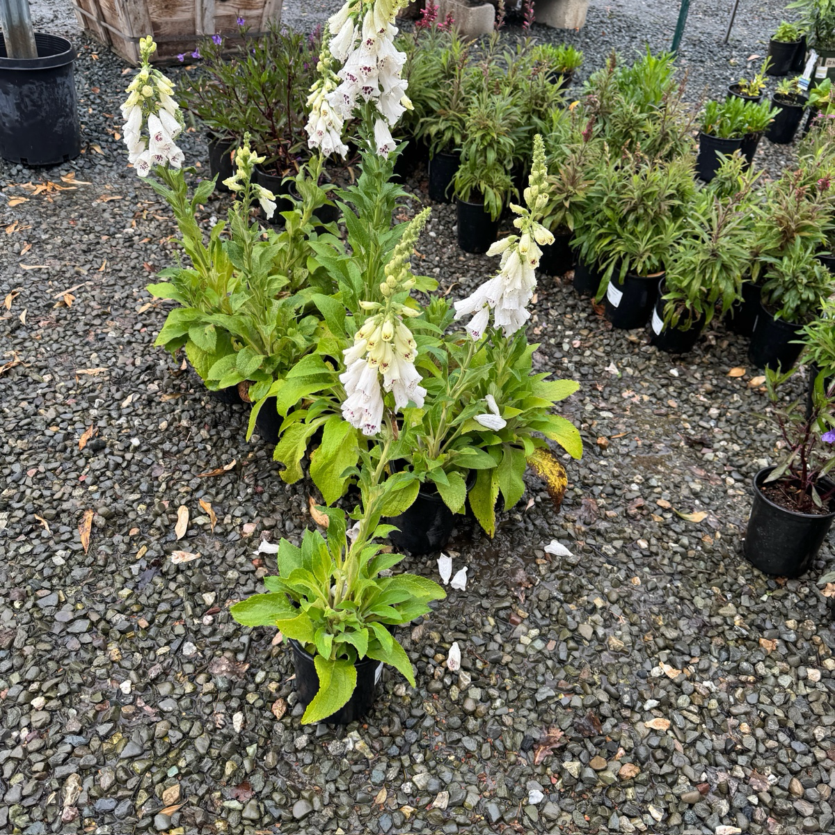 Dalmatian White Foxglove