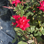 Knock Out Rose