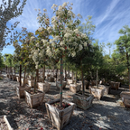 Red Tip Photinia