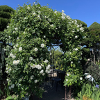 Iceberg Climbing Rose