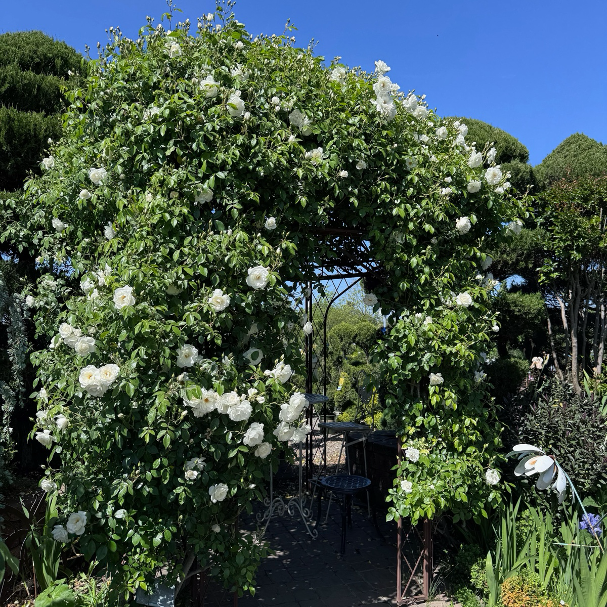 Iceberg Climbing Rose