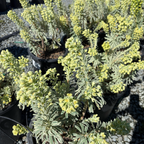 Glacier Blue Spurge