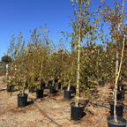 European White Birch