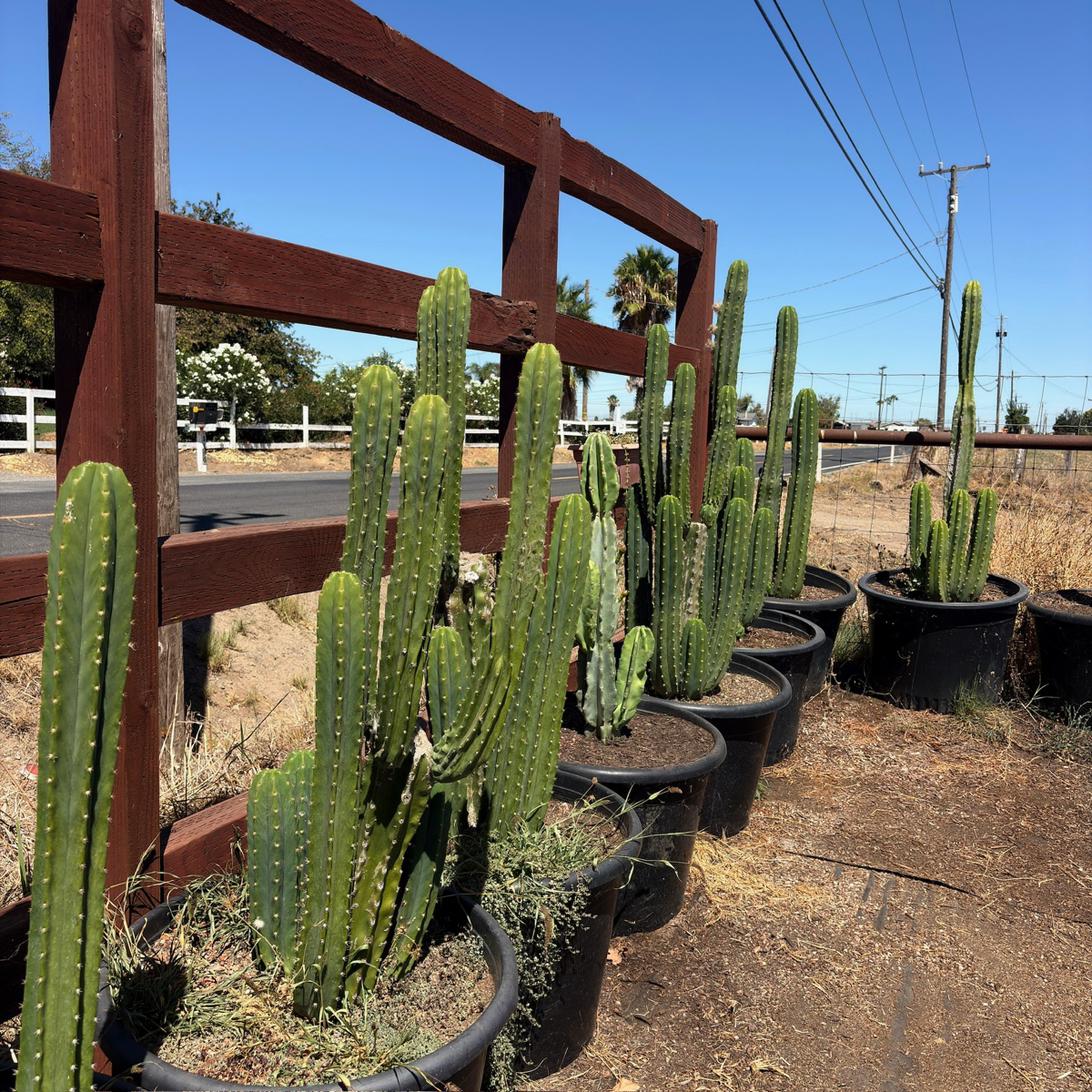 San Pedro Cactus | Fast-Growing Columnar Cactus – Victory Nursery