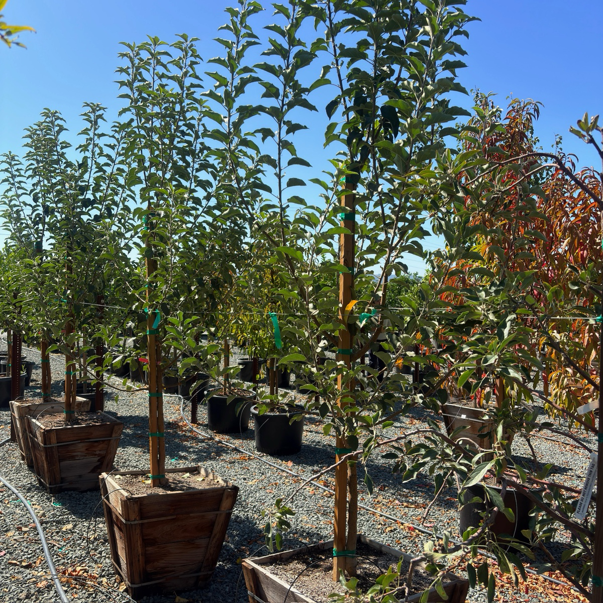 Fuji Apple Tree
