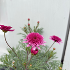Double Pink Marguerite Daisy