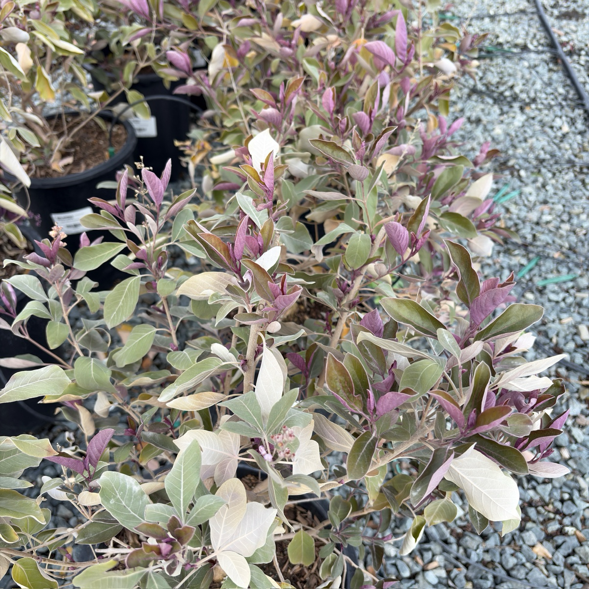 Arabian Lilac
