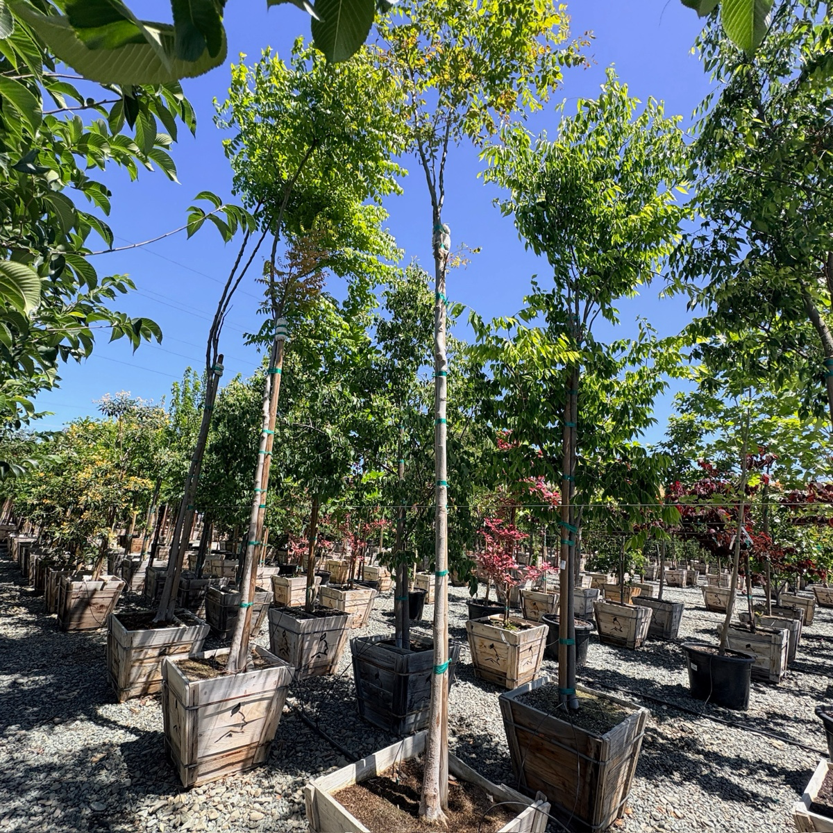 Chinese Flame Tree