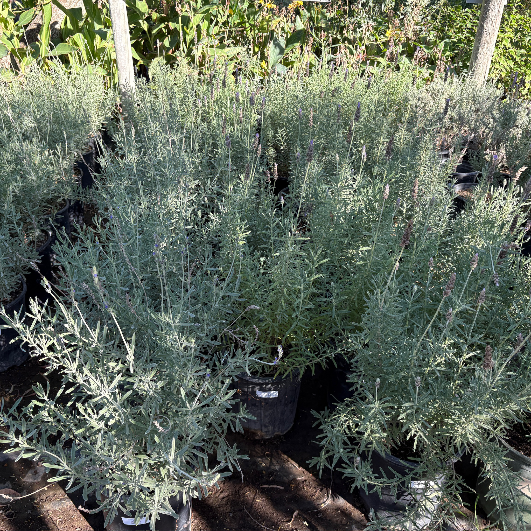 sweet lavender plants for sale Sweet Lavender