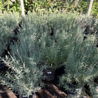 Sweet Lavender