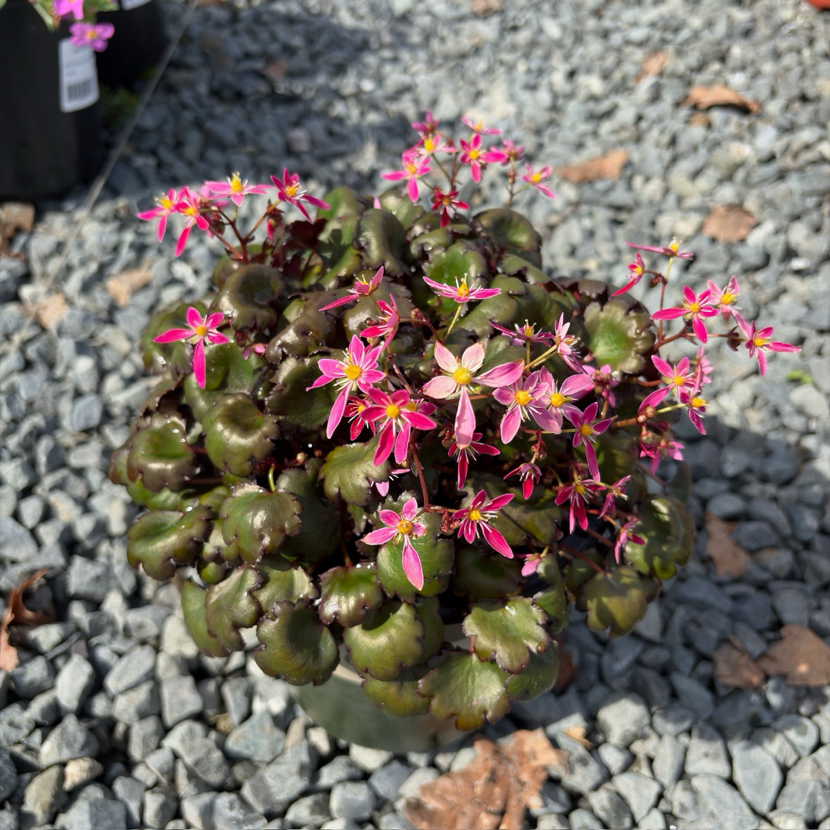 Berry Bright Saxifrage