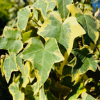 Gold Child Variegated English Ivy