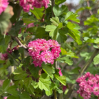 English Hawthorn