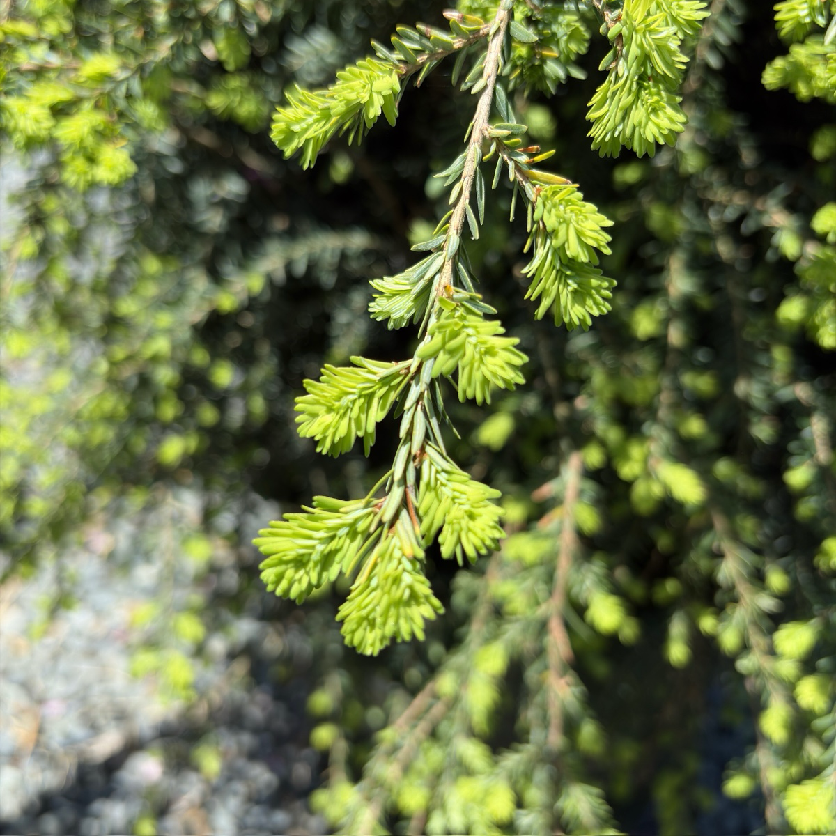Emerald Fountain Canadian Hemlock