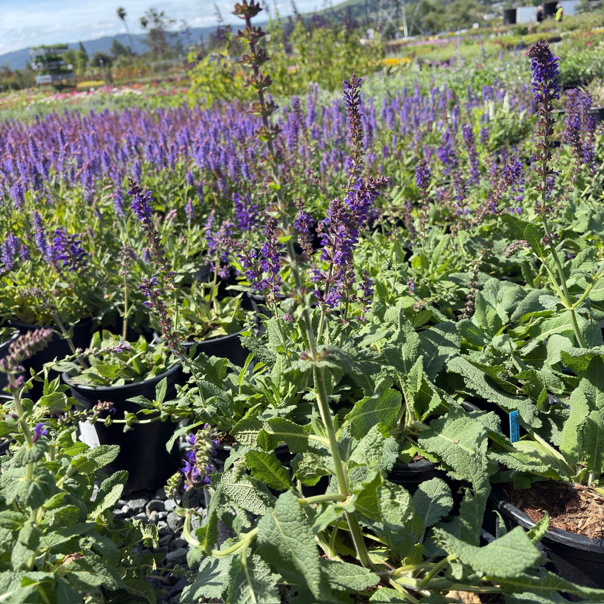 May Night Wood Sage