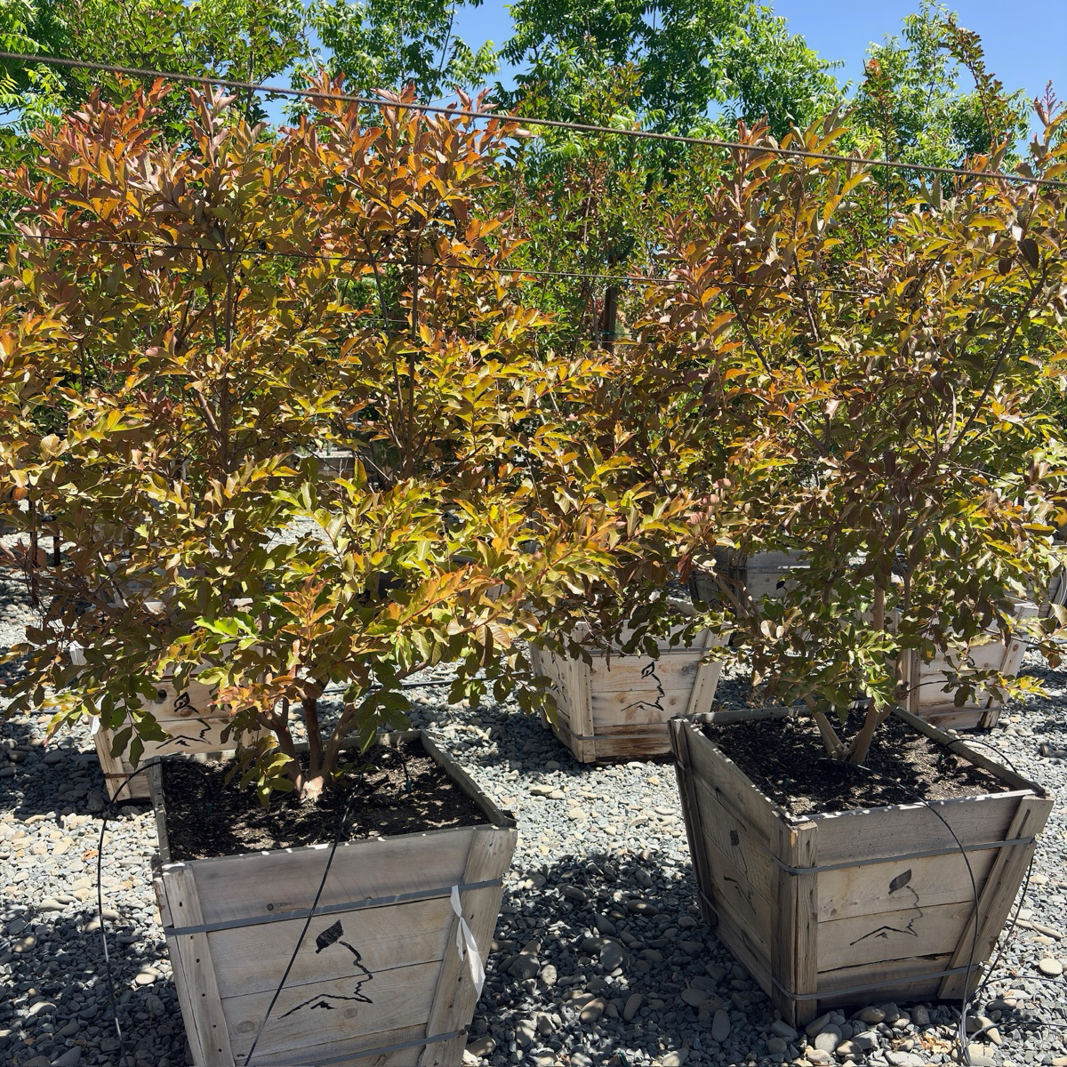 Natchez Crape Myrtle