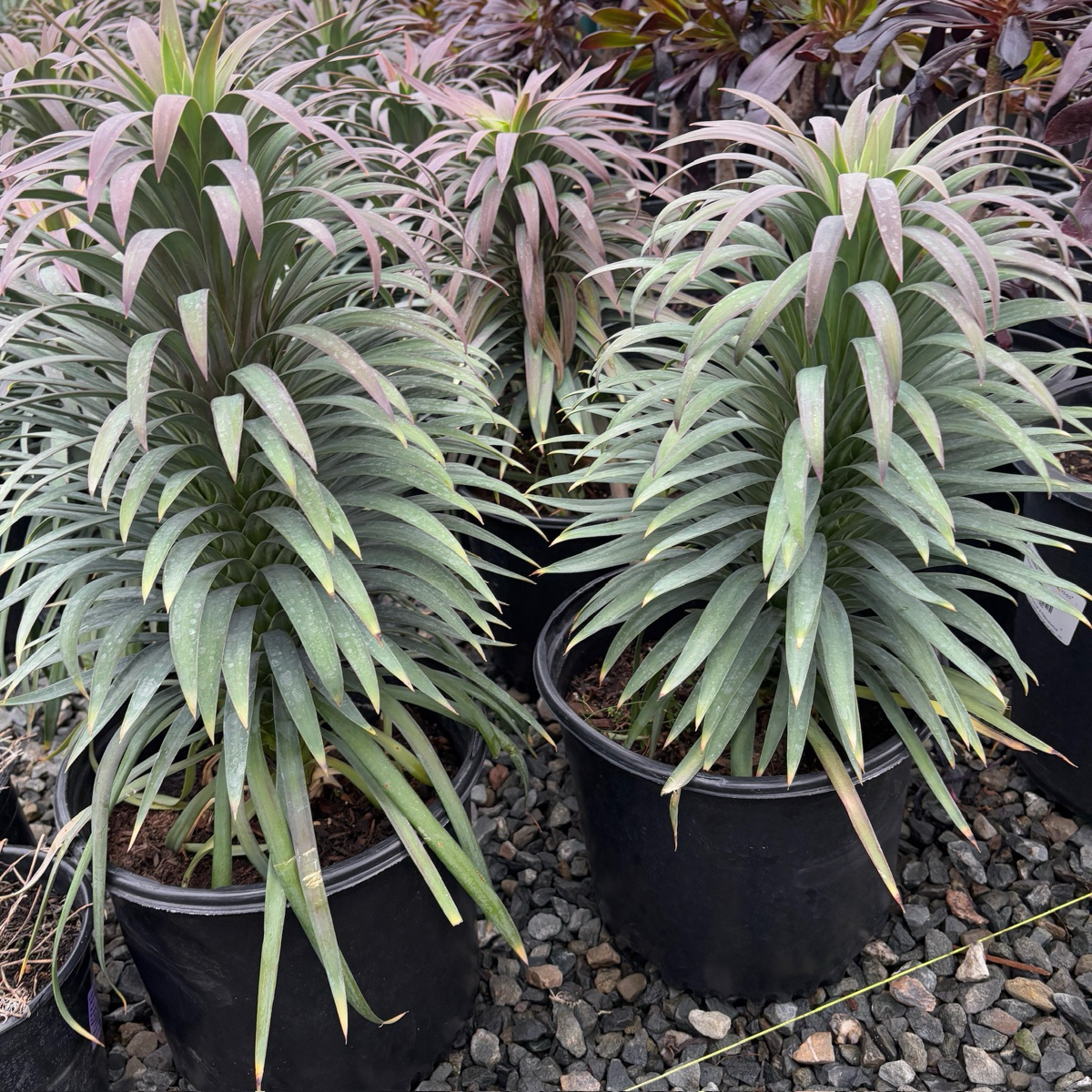 Blue Boy Spanish Bayonet