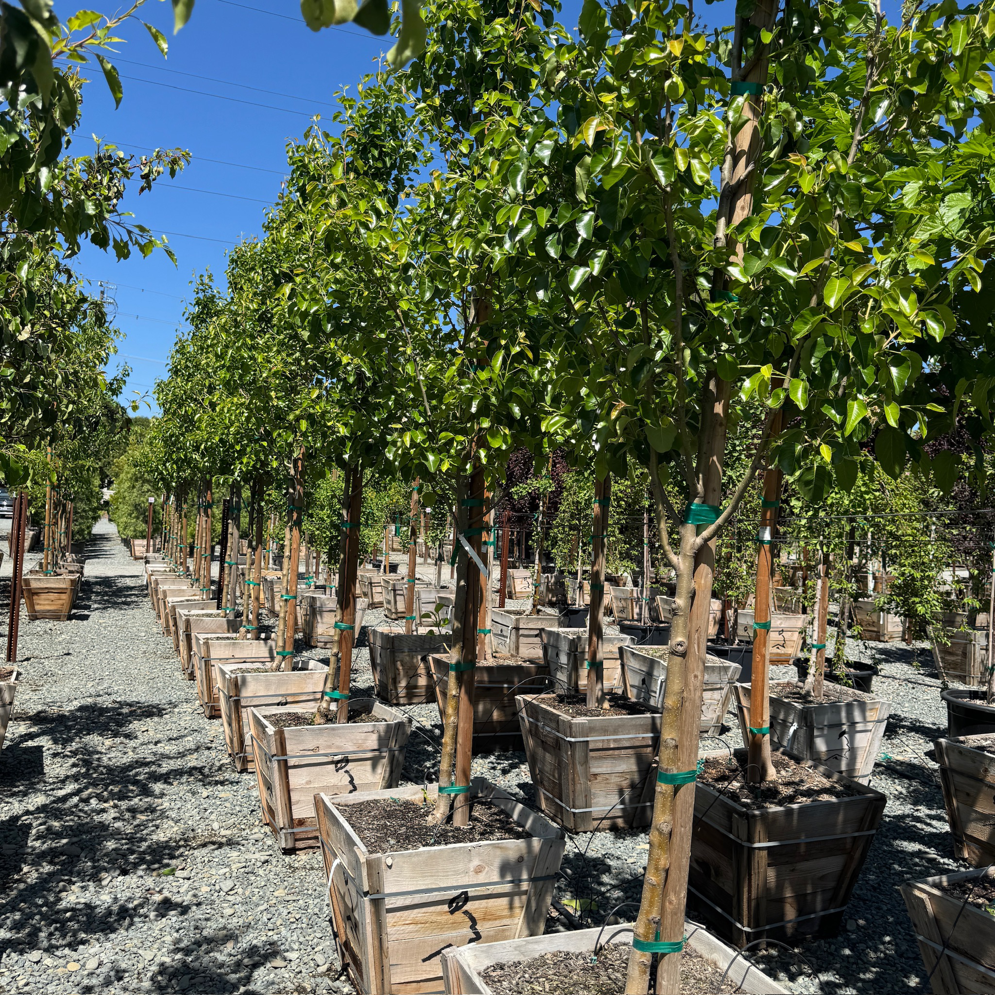 Chanticleer Callery Pear