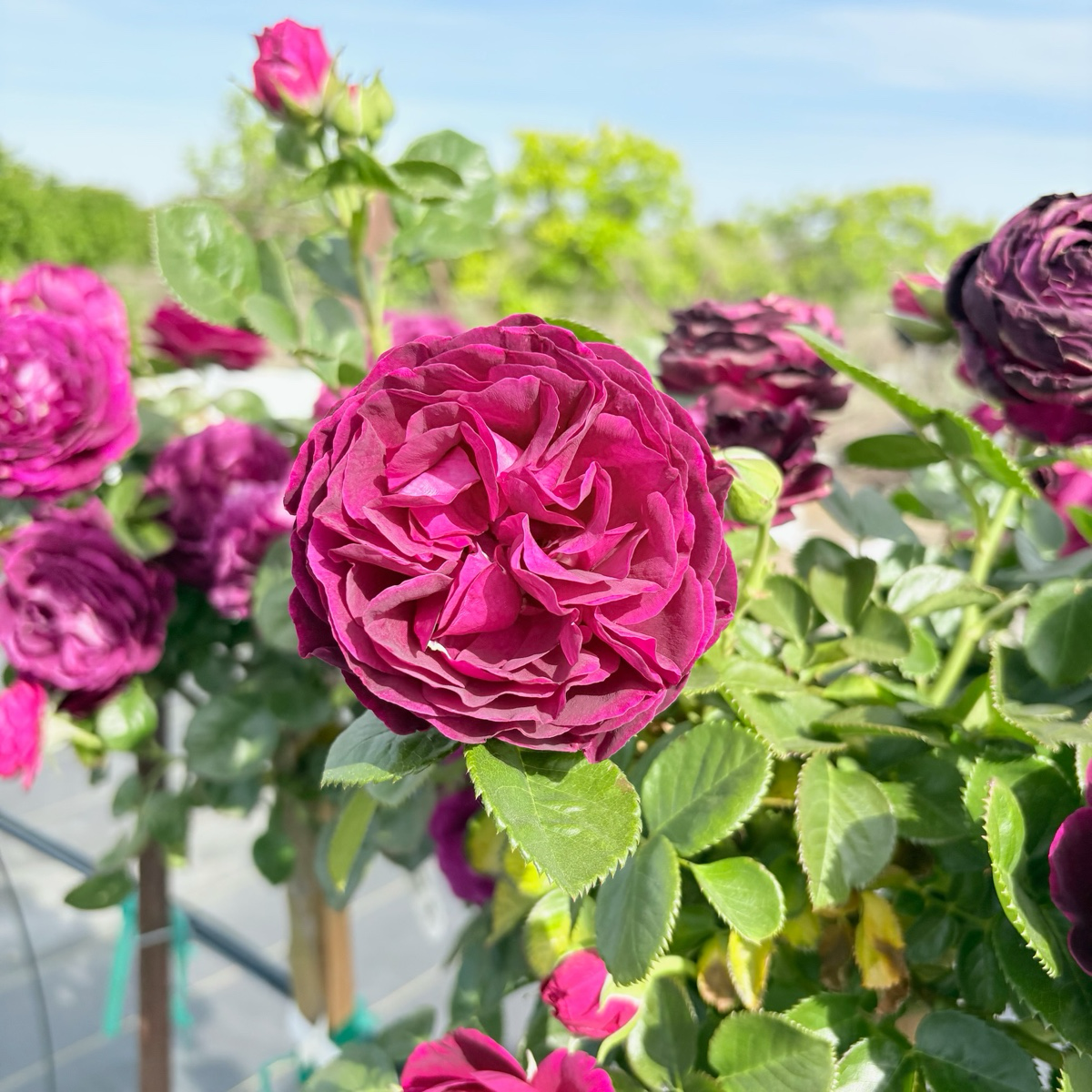 Twilight Zone Grandiflora Rose