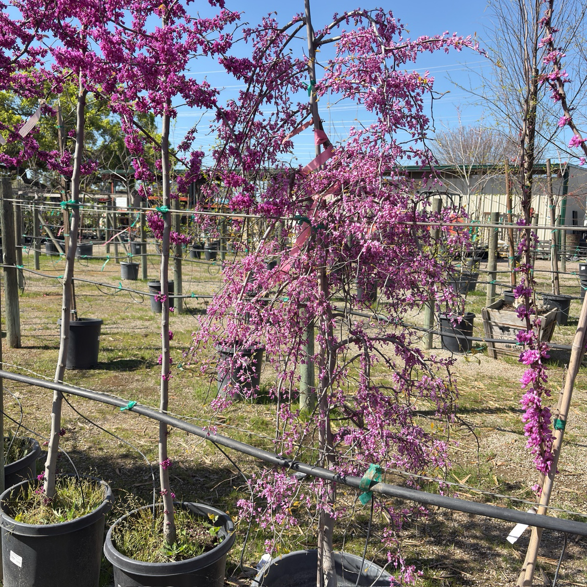 Golden Falls Weeping Eastern Redbud
