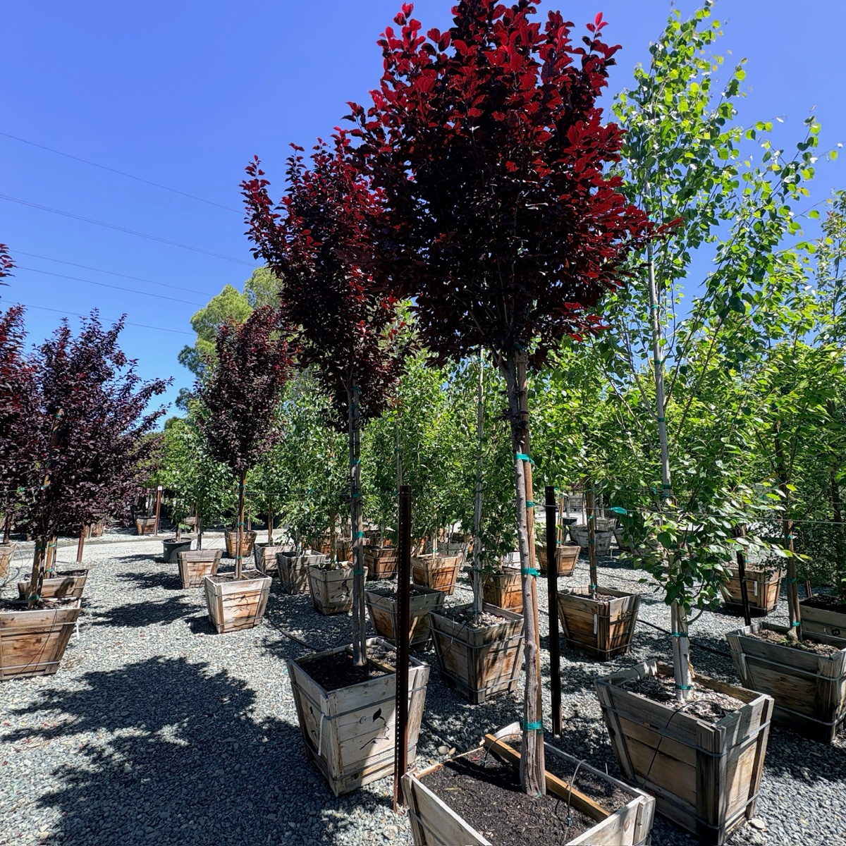 Krauter Vesuvius Flowering Plum