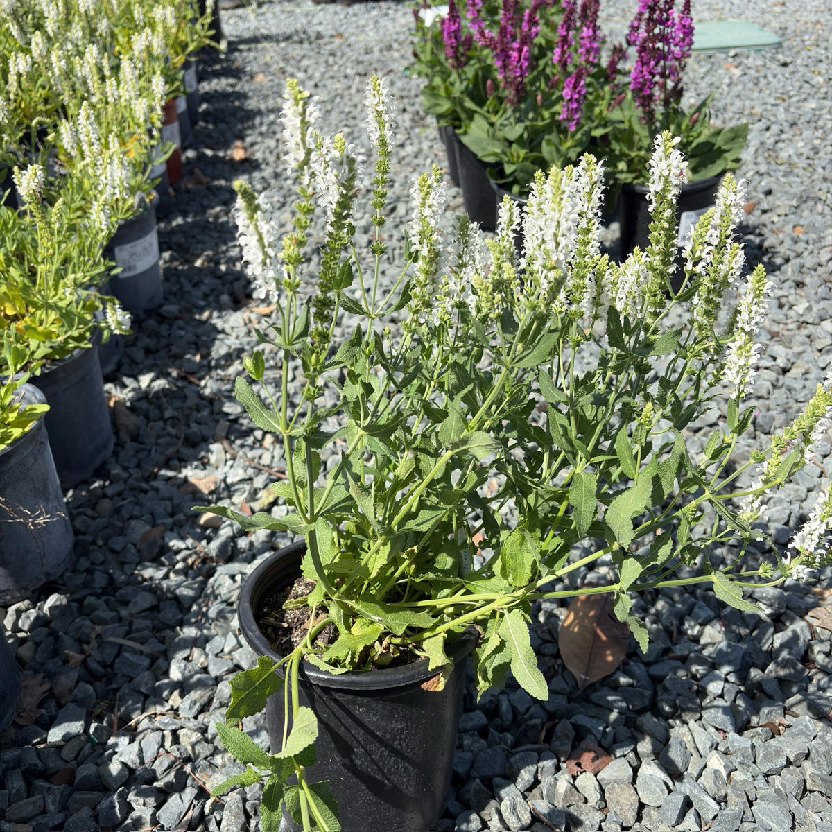 Lyrical White Meadow Sage