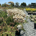 Common Yarrow