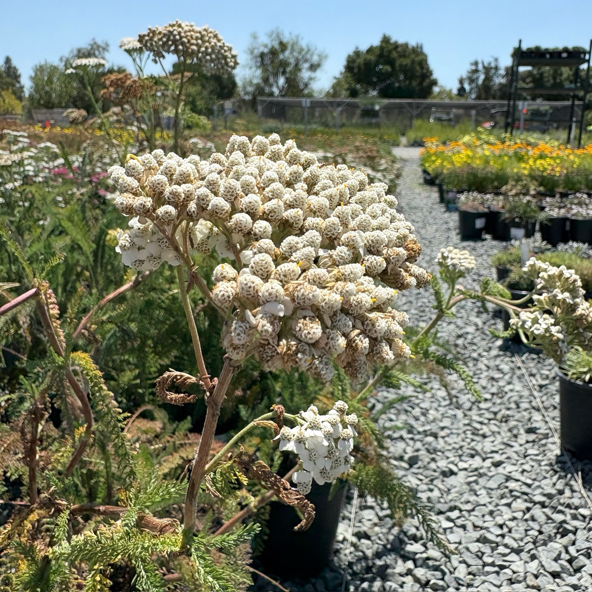 Common Yarrow
