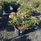 Horizon Monarch Rhododendron