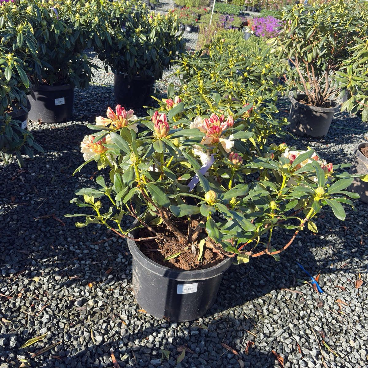 Horizon Monarch Rhododendron
