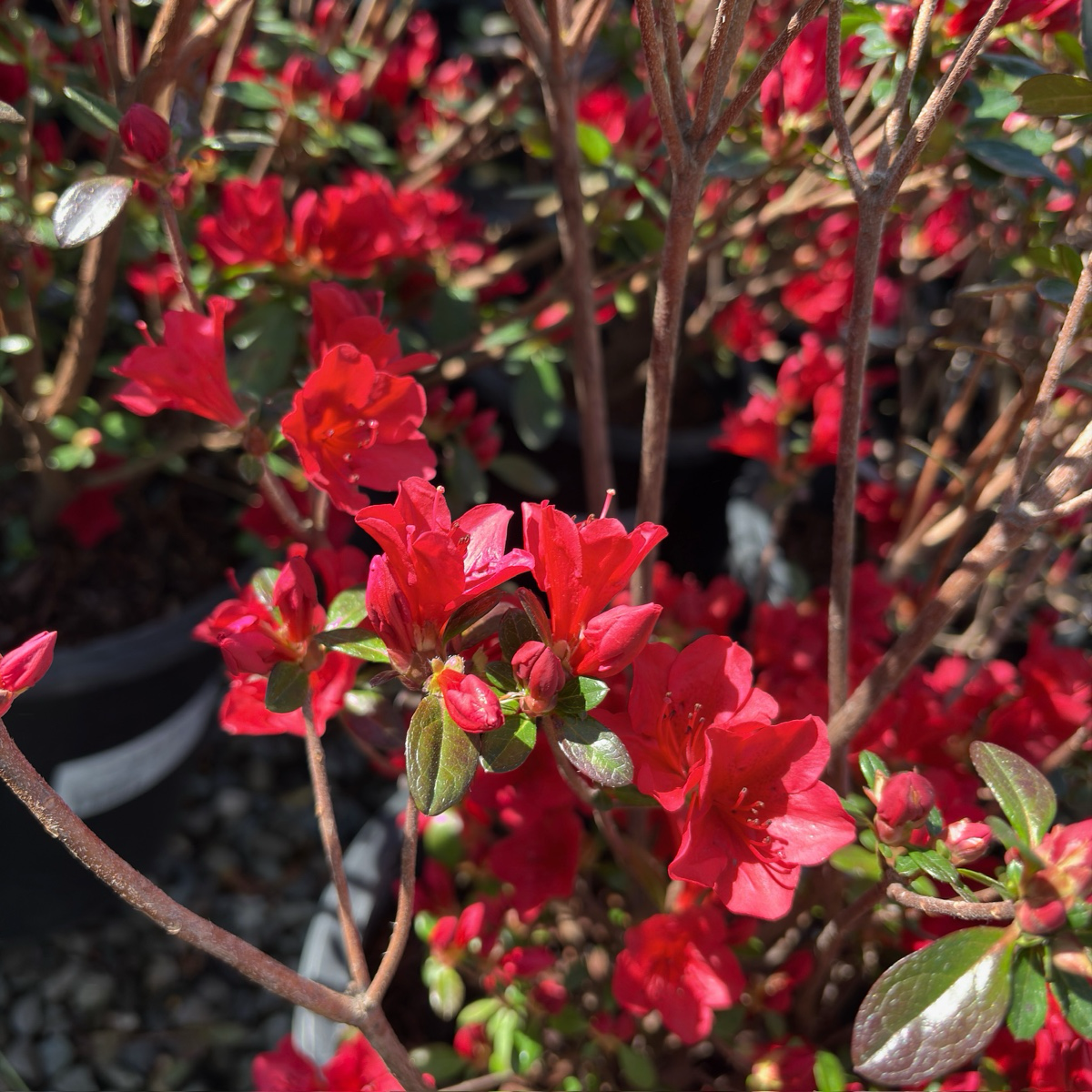 Ward's Ruby Azalea