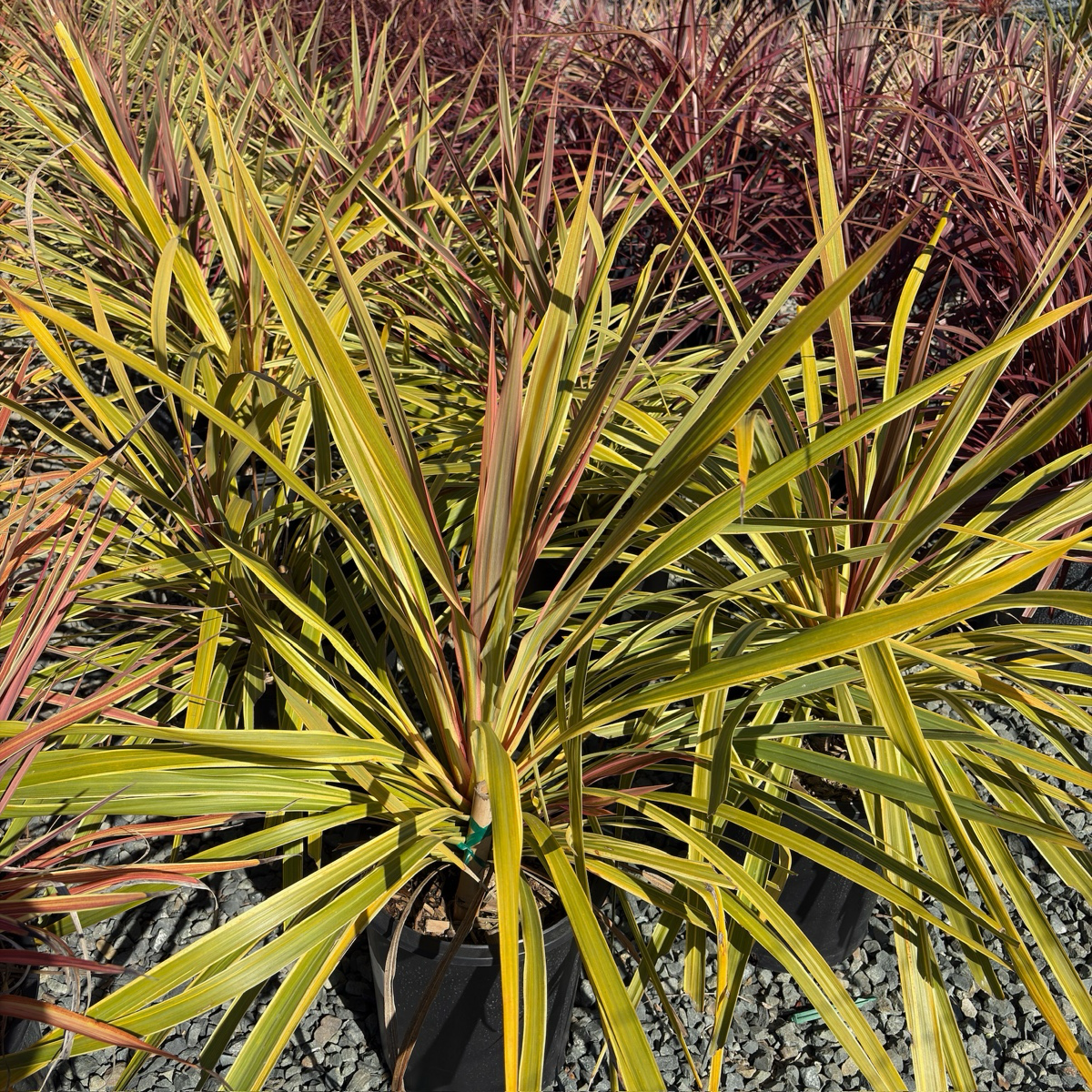 Dancing Can Can Cabbage Palm
