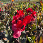 Australia Canna Lily