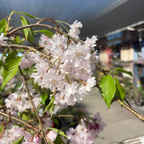 Double Weeping Cherry