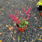 Paris Coral Bells
