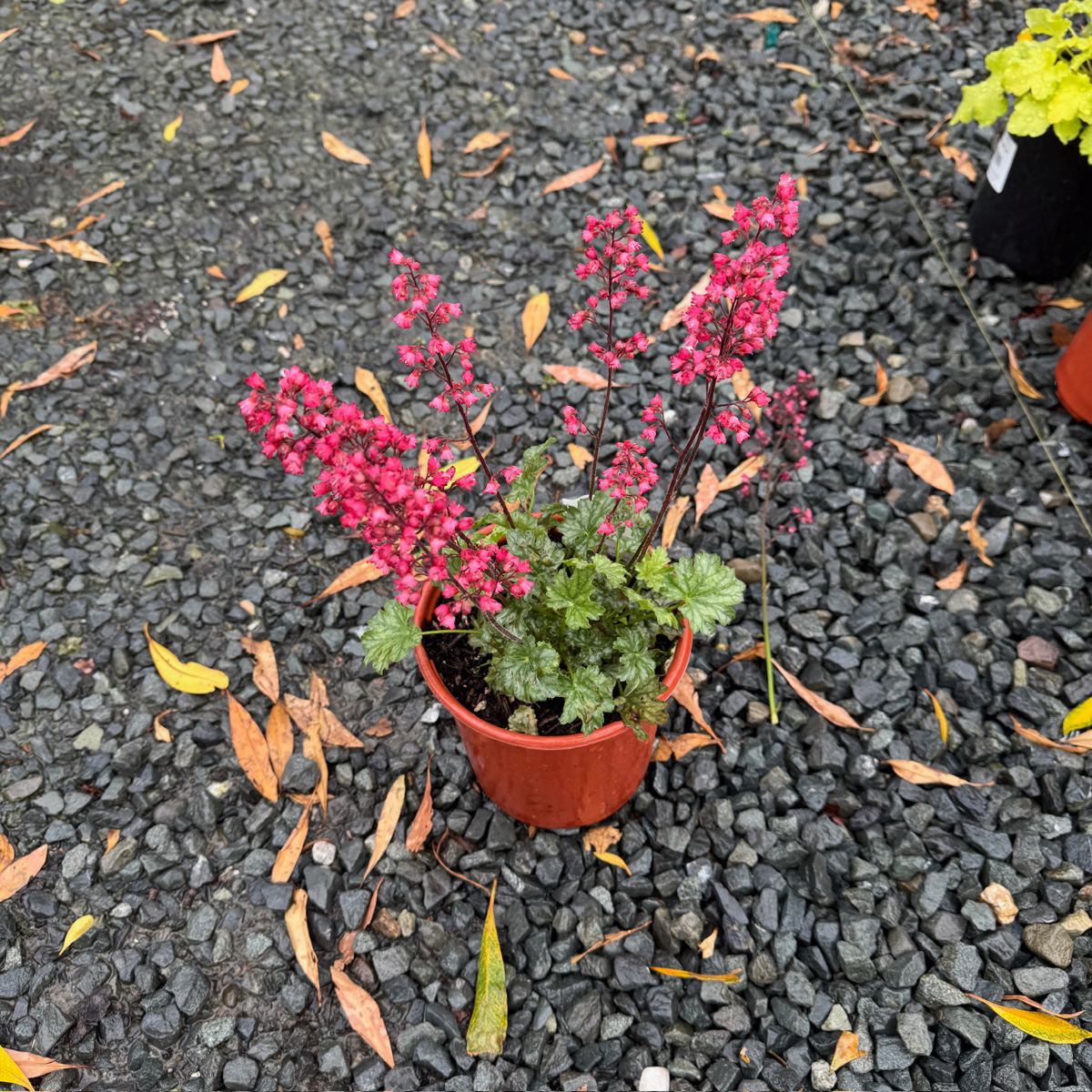 Paris Coral Bells