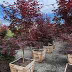 Bloodgood Japanese Maple