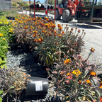 Erysistible Fire Wallflower