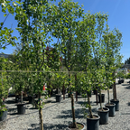 Warren Pear Tree